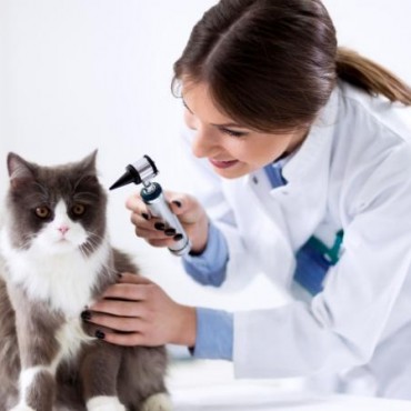 Clínica Médica de Pequenos Animais  em São José dos Campos - SP
