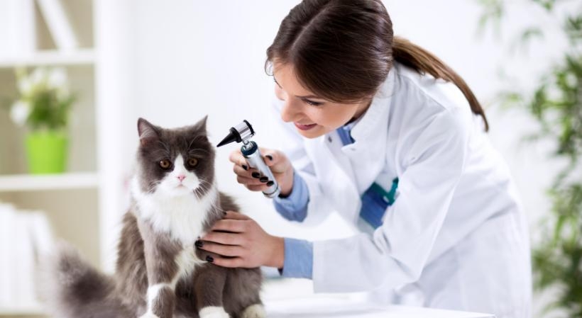 Clínica Médica de Pequenos Animais 