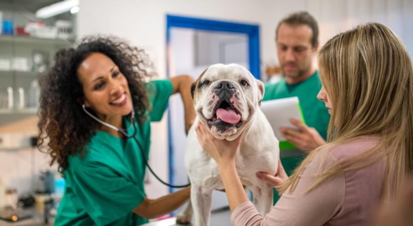 Pós-graduação em Clínica Médica e Cirúrgica de Pequenos Animais 