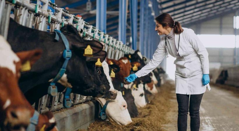 PÓS-GRADUAÇÃO EM PRODUÇÃO E REPRODUÇÃO DE BOVINOS - AO VIVO